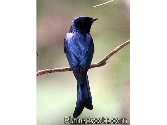 Bronzed Drongo (Dicrurus aeneus)