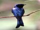 Bronzed Drongo (Dicrurus aeneus)