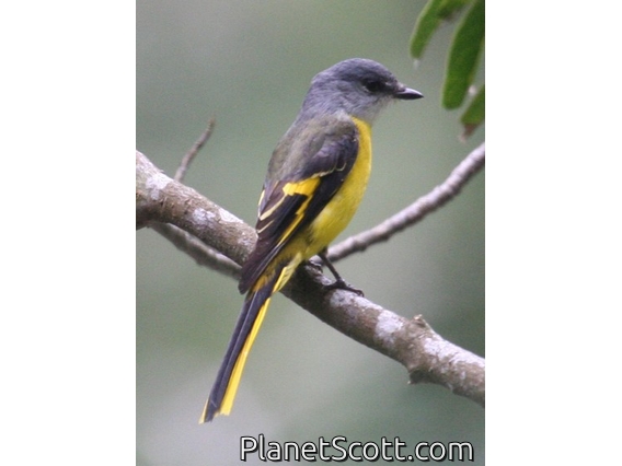 Grey-chinned Minivet (Pericrocotus solaris)