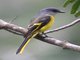 Grey-chinned Minivet (Pericrocotus solaris)