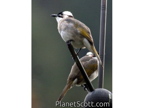 Light-vented Bulbul (Pycnonotus sinensis) 