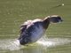 Pied-billed Grebe (Podilymbus podiceps)