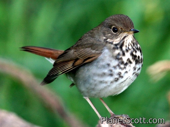 Hermit Thrush (Catharus guttatus)