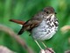 Hermit Thrush (Catharus guttatus) 