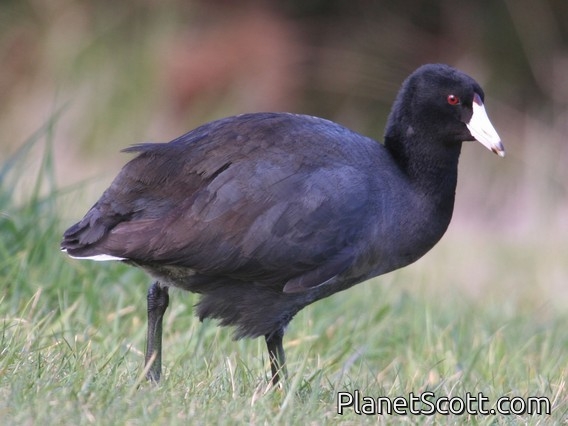 American Coot (Fulica americana)