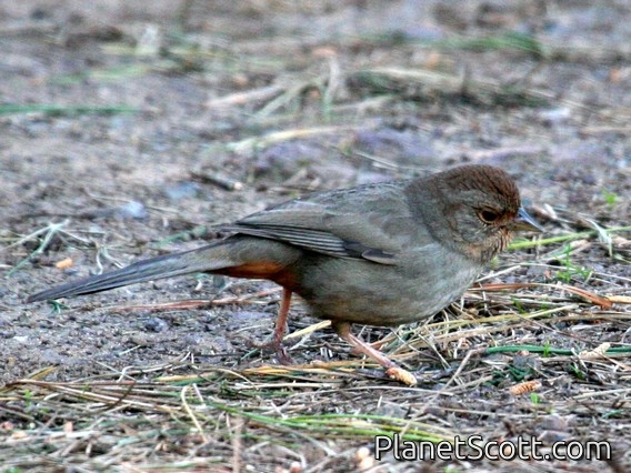 California Towhee (Pipilo crissalis)