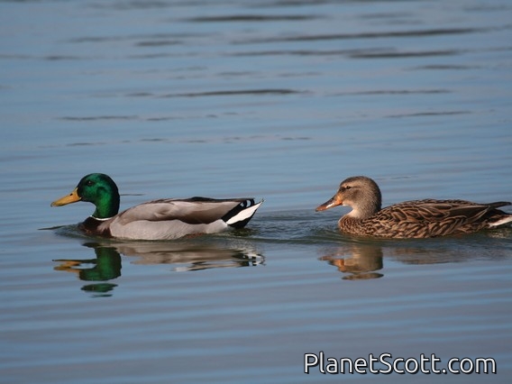 Mallard (Anas platyrhynchos)