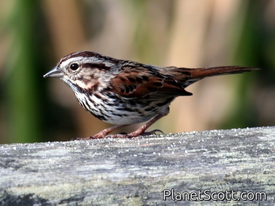 Song Sparrow (Melospiza melodia)