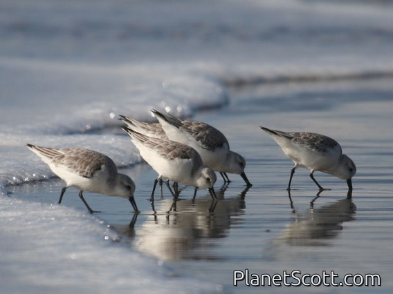 Sanderling (Calidris alba)