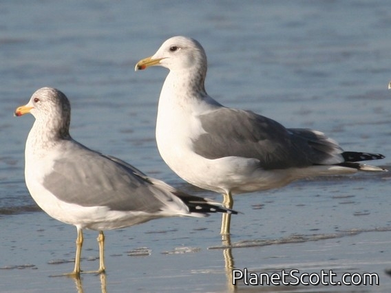 California Gull (Larus californicus)