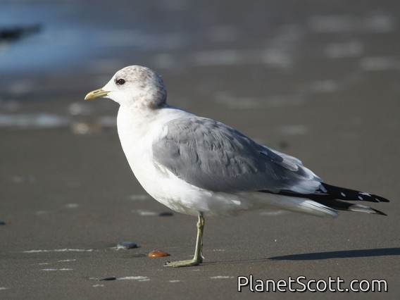 Mew Gull (Larus canus)