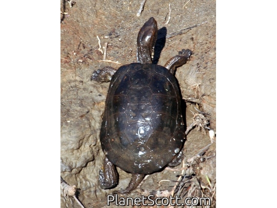 Western Pond Turtle (Emys marmorata)