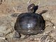 Western Pond Turtle (Emys marmorata)