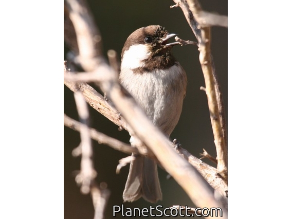 Chestnut-backed Chickadee (Parus rufescens)