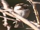 Chestnut-backed Chickadee (Parus rufescens)