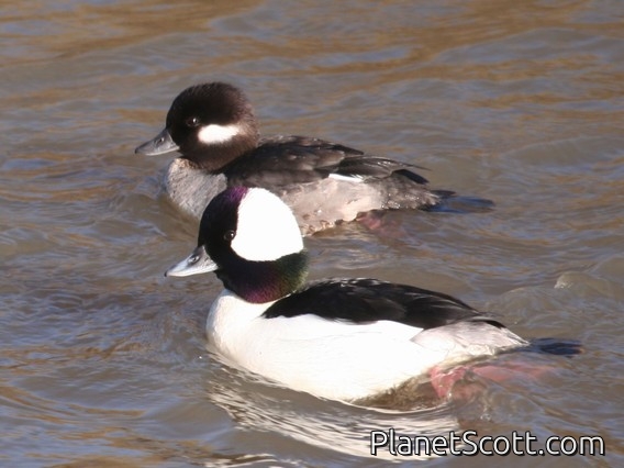 Bufflehead (Bucephala albeola)