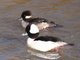 Bufflehead (Bucephala albeola)