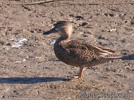 Cinnamon Teal (Spatula cyanoptera) Female