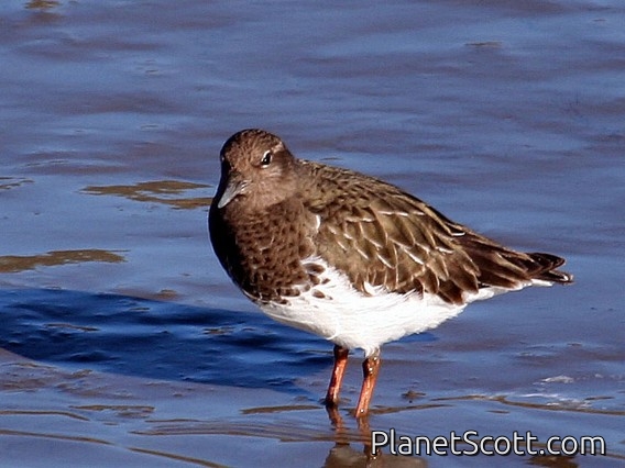 Black Turnstone (Arenaria melanocephala)