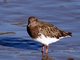 Black Turnstone (Arenaria melanocephala)