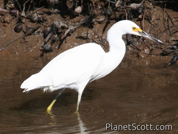 Snowy Egret (Egretta thula)