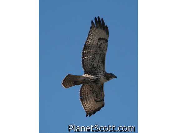Red-tailed Hawk (Buteo jamaicensis) Juvenile