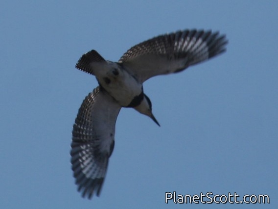 Belted Kingfisher (Megaceryle alcyon)