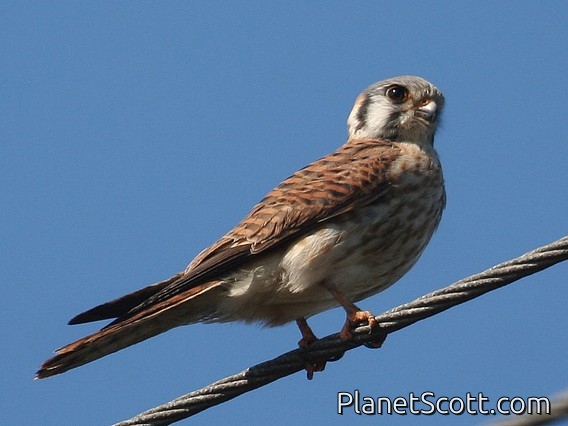 American Kestrel (Falco sparverius) Female