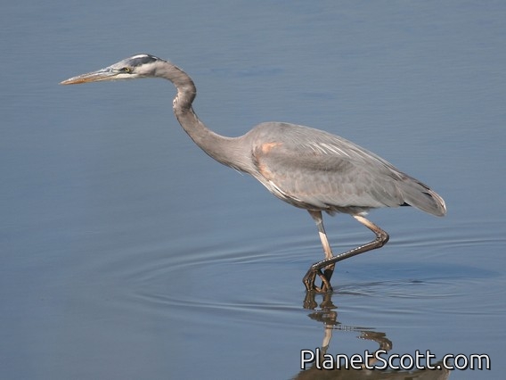 Great Blue Heron (Ardea herodias)