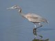 Great Blue Heron (Ardea herodias)