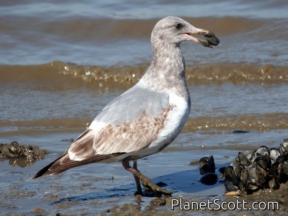 Western Gull (Larus occidentalis) 2nd Winter