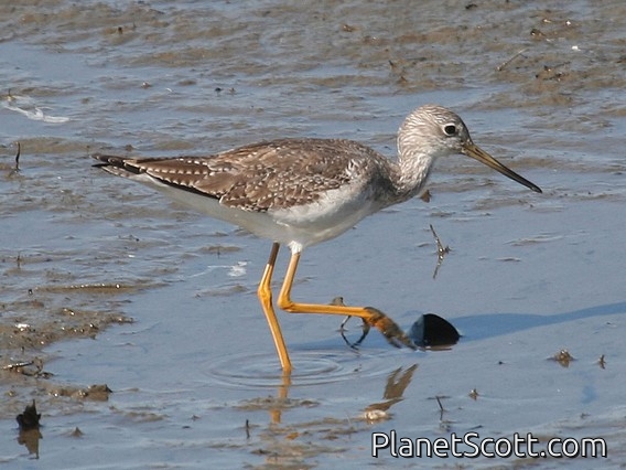 Greater Yellowlegs (Tringa melanoleuca)