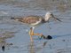 Greater Yellowlegs (Tringa melanoleuca)