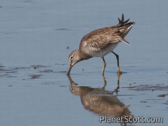 Short-billed Dowitcher (Limnodromus griseus)
