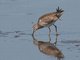Short-billed Dowitcher (Limnodromus griseus)
