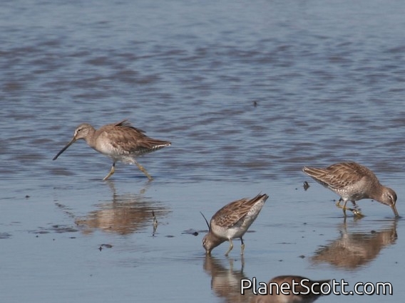 Short-billed Dowitcher (Limnodromus griseus)