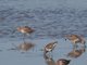 Short-billed Dowitcher (Limnodromus griseus)