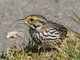 Savannah Sparrow (Passerculus sandwichensis)