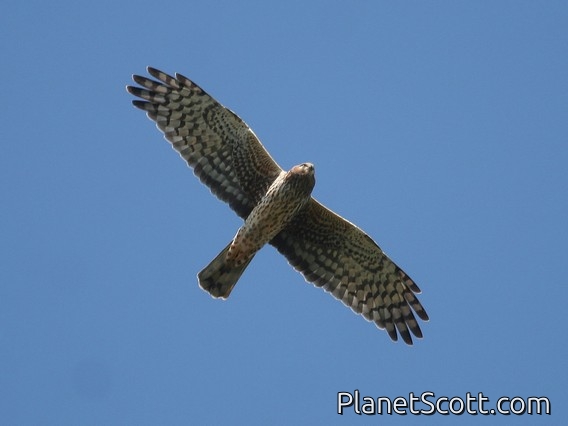 Northern Harrier (Circus hudsonius)