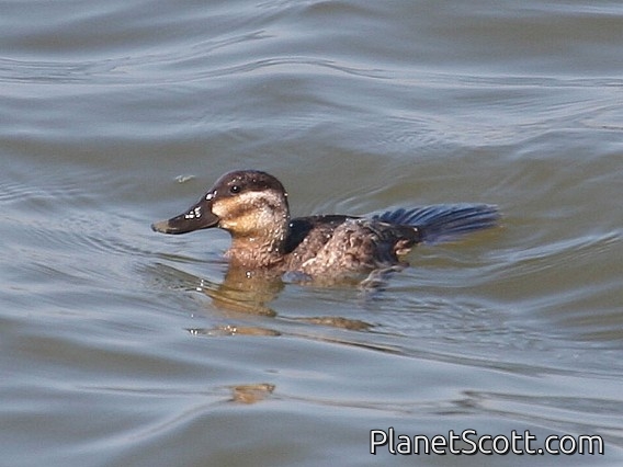 Ruddy Duck (Oxyura jamaicensis) Female