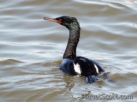 Pelagic Cormorant (Phalacrocorax pelagicus)
