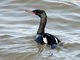 Pelagic Cormorant (Phalacrocorax pelagicus)