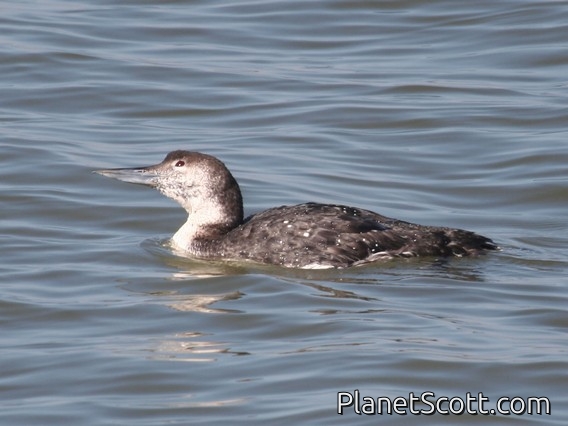 Common Loon (Gavia immer) Nonbreeding
