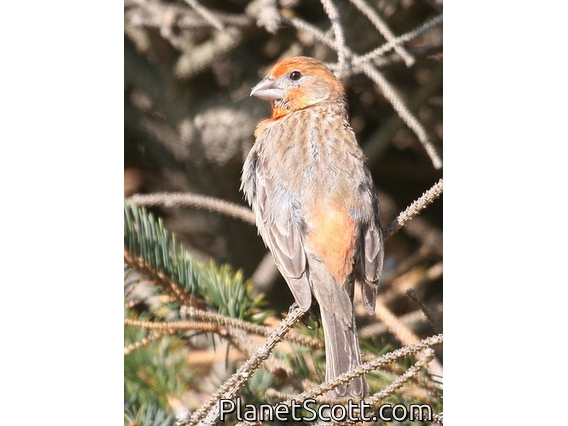 House Finch (Carpodacus mexicanus) Male