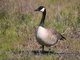 Canada Goose (Branta canadensis)