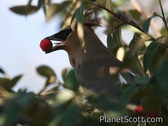 Cedar Waxwing (Bombycilla cedrorum)