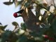 Cedar Waxwing (Bombycilla cedrorum)