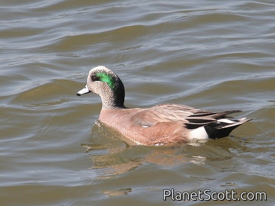 American Wigeon (Mareca americana) Male