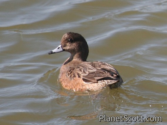 American Wigeon (Mareca americana) Female