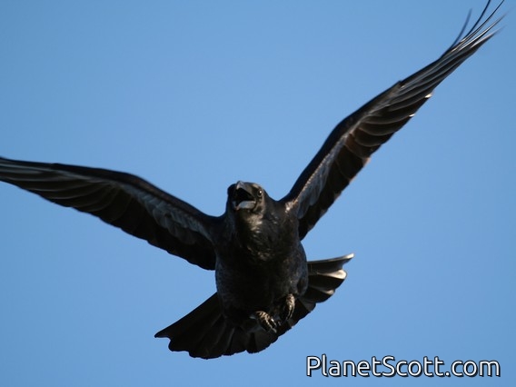 Common Raven (Corvus corax)